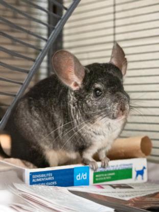 adoptable Chinchilla in Derwood, MD named KENSHIN