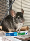 adoptable Chinchilla in derwood, MD named KENSHIN