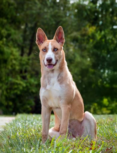 adoptable Dog in Derwood, MD named *PEBBLES