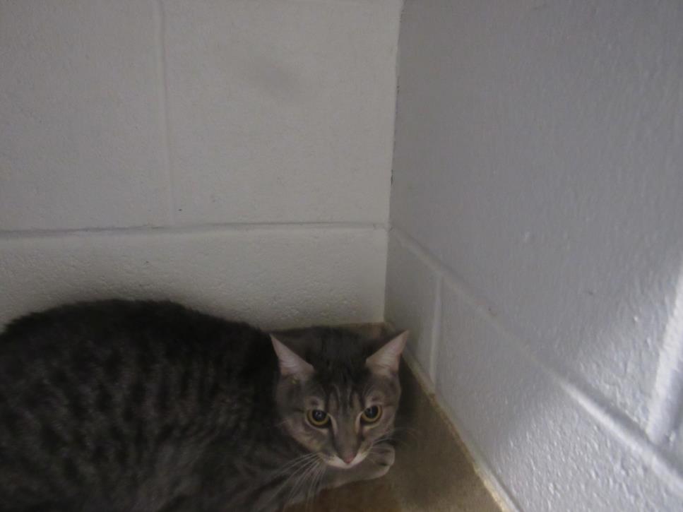 adoptable Cat in Derwood, MD named *YUKI