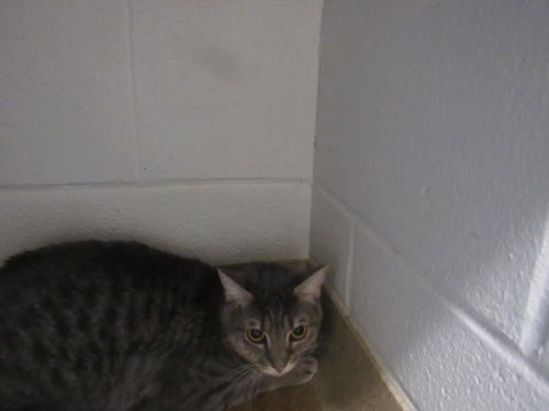 picture of the cat needing adoption