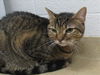 adoptable Cat in derwood, MD named *IZUMI