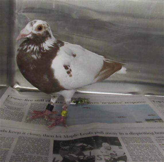 adoptable Bird in Derwood, MD named DOVE