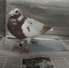 adoptable Bird in derwood, MD named DOVE