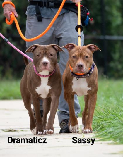 adoptable Dog in Derwood, MD named DRAMATICZ