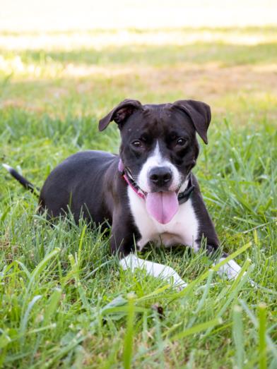 adoptable Dog in Derwood, MD named ZAILAH