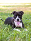 adoptable Dog in derwood, MD named ZAILAH