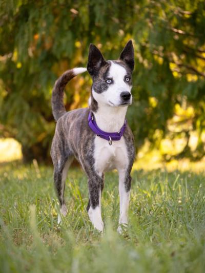 adoptable Dog in Derwood, MD named SKYE