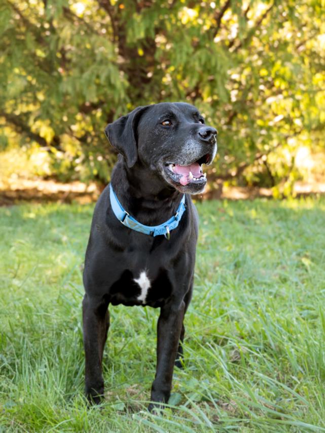 adoptable Dog in Derwood, MD named FIERRO