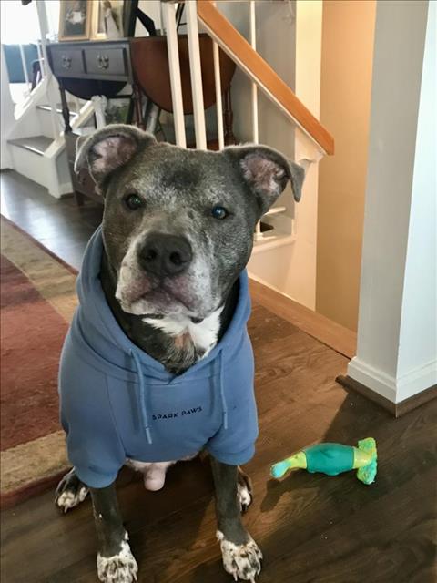 picture of the dog needing adoption