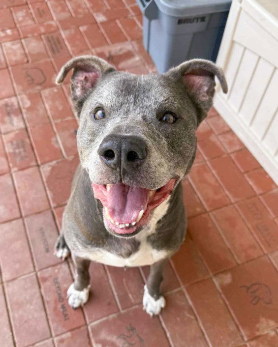 adoptable Dog in Derwood, MD named *WILBUR