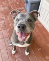 adoptable Dog in  named *WILBUR