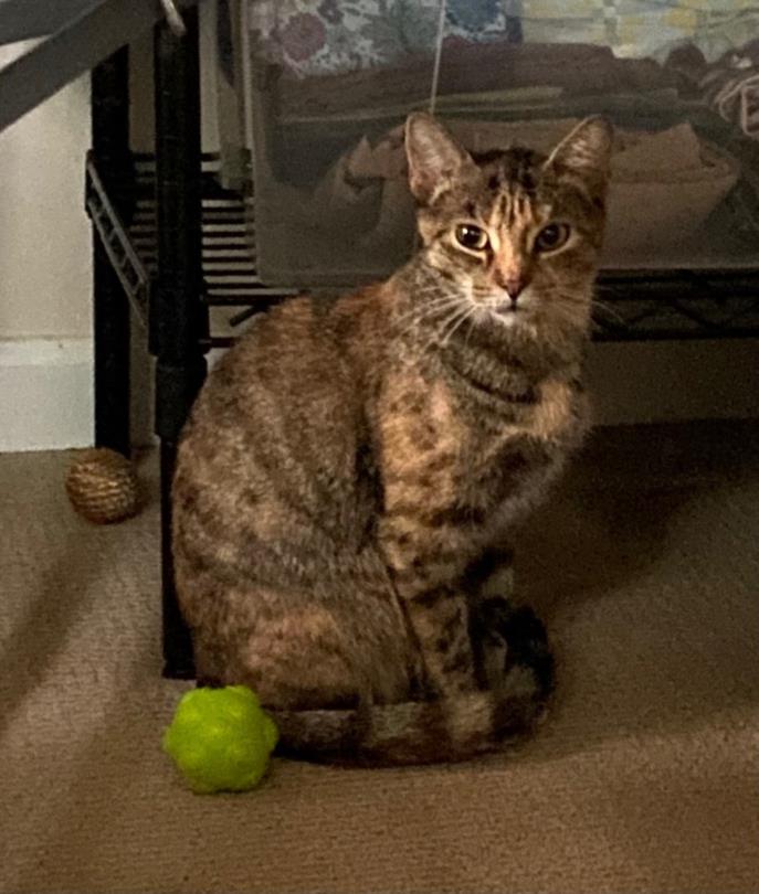 adoptable Cat in Derwood, MD named *PERFECT SMILE