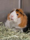 adoptable Guinea Pig in derwood, MD named MAKA