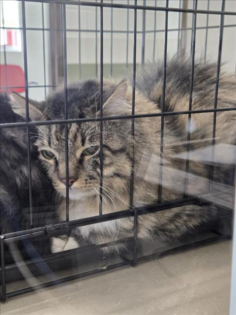 adoptable Cat in Derwood, MD named FLUFFY