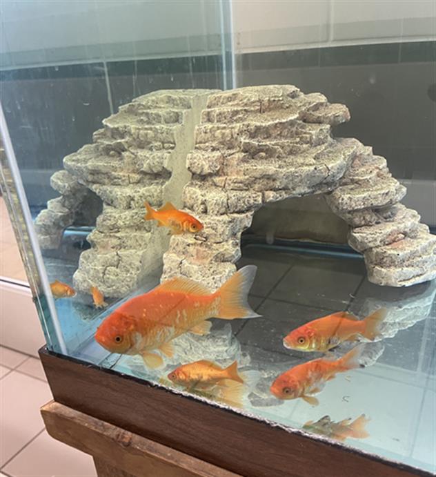 adoptable Fish in Derwood, MD named *SOUR PATCH KIDS