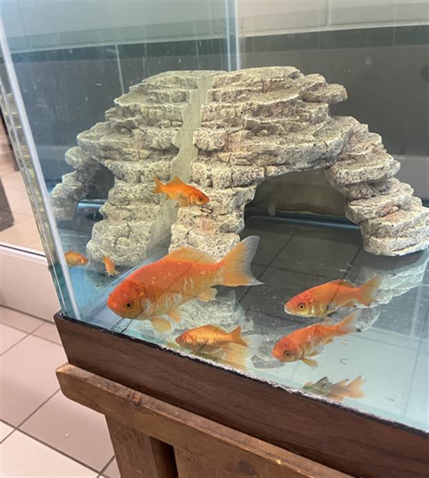 adoptable Fish in Derwood, MD named *STARBURST