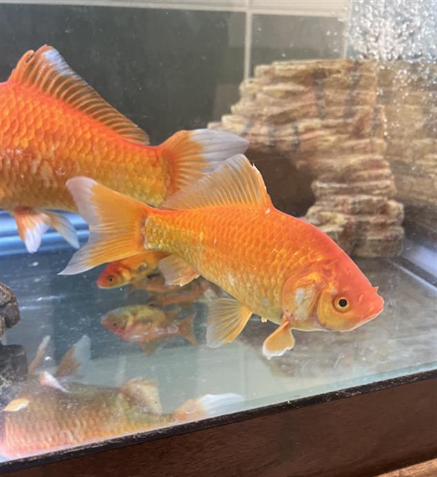 adoptable Fish in Derwood, MD named *SNICKERS