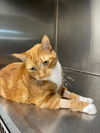 adoptable Cat in derwood, MD named BUTTE