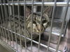 adoptable Cat in derwood, MD named LEO