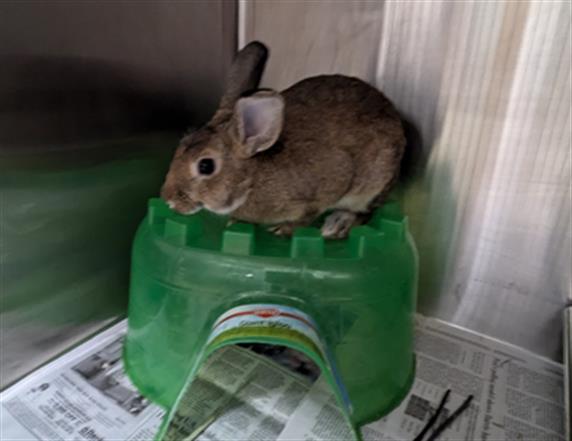 adoptable Rabbit in Derwood, MD named *MARILYN BUNROE