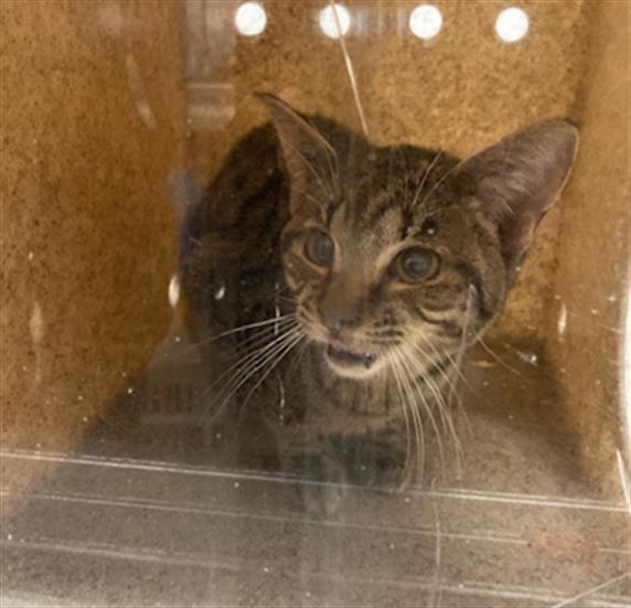 adoptable Cat in Derwood, MD named *WATSON