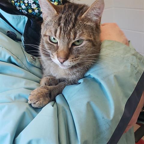 adoptable Cat in Derwood, MD named SANDY