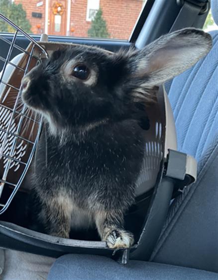 adoptable Rabbit in Derwood, MD named *FERN