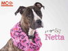 adoptable Dog in derwood, MD named *NETTA