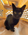 adoptable Cat in derwood, MD named *FREDERICKA