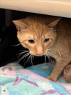 adoptable Cat in derwood, MD named TIGGER