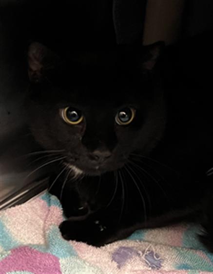 adoptable Cat in Derwood, MD named MIDNIGHT