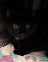 adoptable Cat in derwood, MD named MIDNIGHT