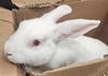 adoptable Rabbit in derwood, MD named KIRY