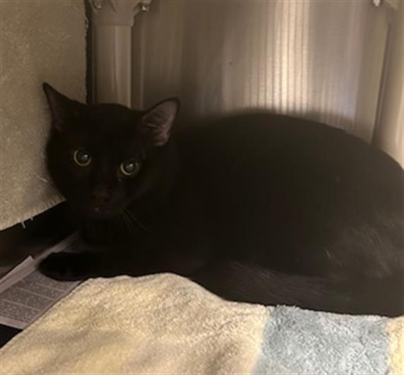 adoptable Cat in Derwood, MD named SALEM