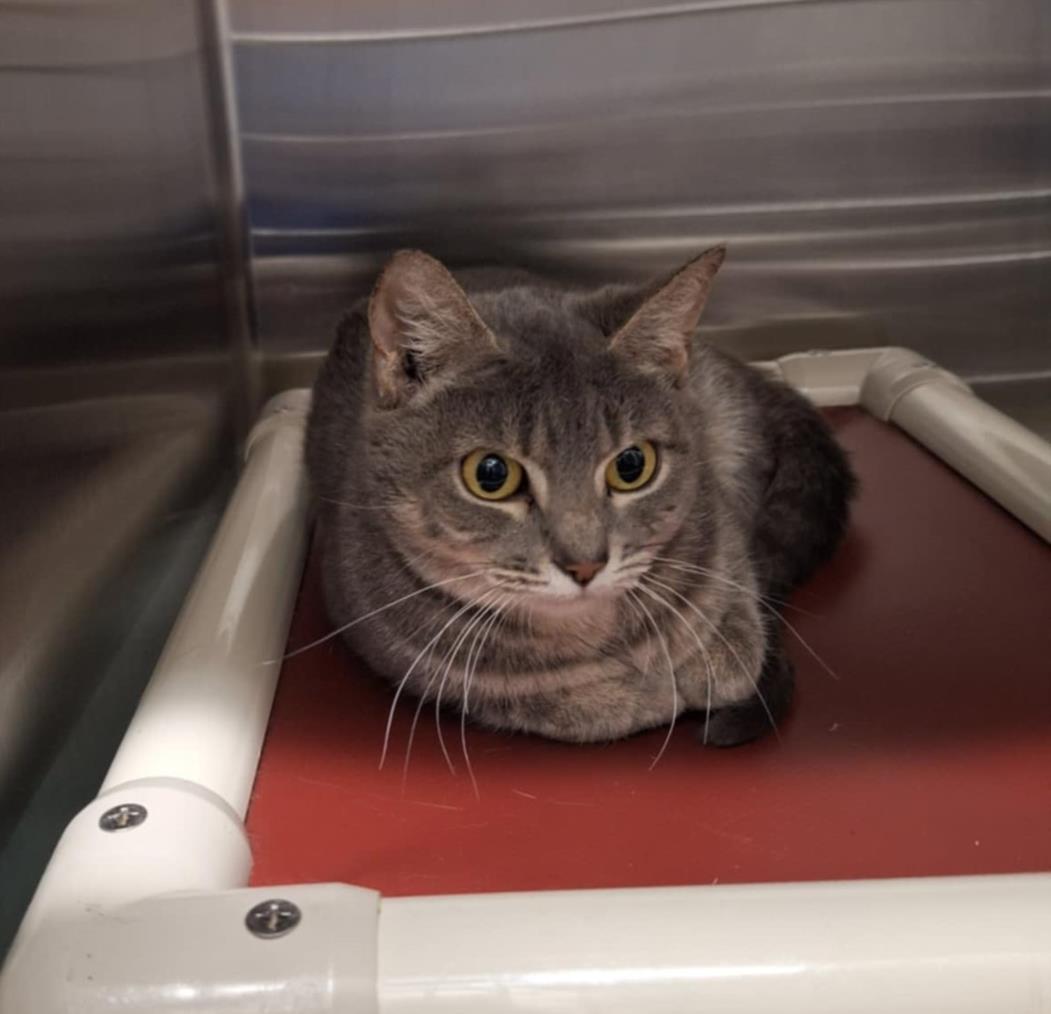 adoptable Cat in Derwood, MD named PRINCESS CAROLYN