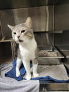 adoptable Cat in derwood, MD named LONDON