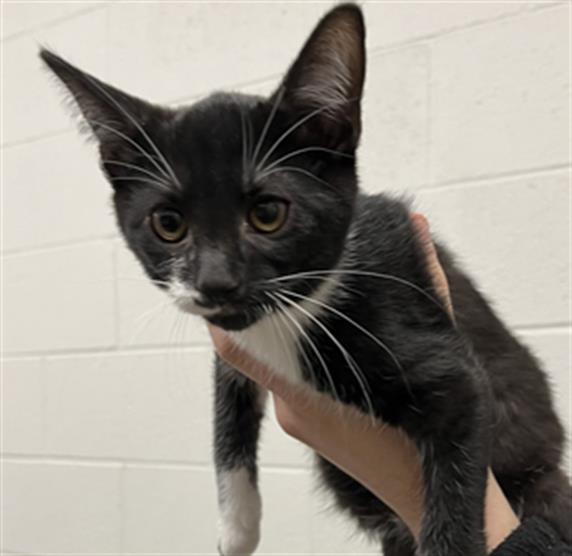 adoptable Cat in Derwood, MD named MOE