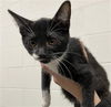 adoptable Cat in derwood, MD named MOE