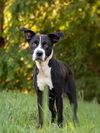 adoptable Dog in derwood, MD named FLOWER