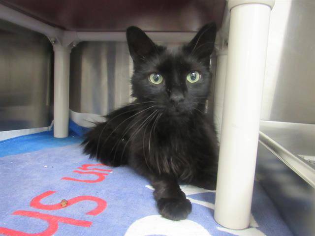 adoptable Cat in Derwood, MD named PEDRO