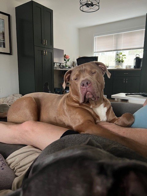 picture of the dog needing adoption