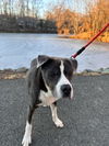adoptable Dog in derwood, MD named BENJI