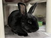 adoptable Rabbit in derwood, MD named SMOKEY