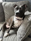 adoptable Dog in derwood, MD named TIGER LILY