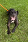 adoptable Dog in derwood, MD named KING DUFF