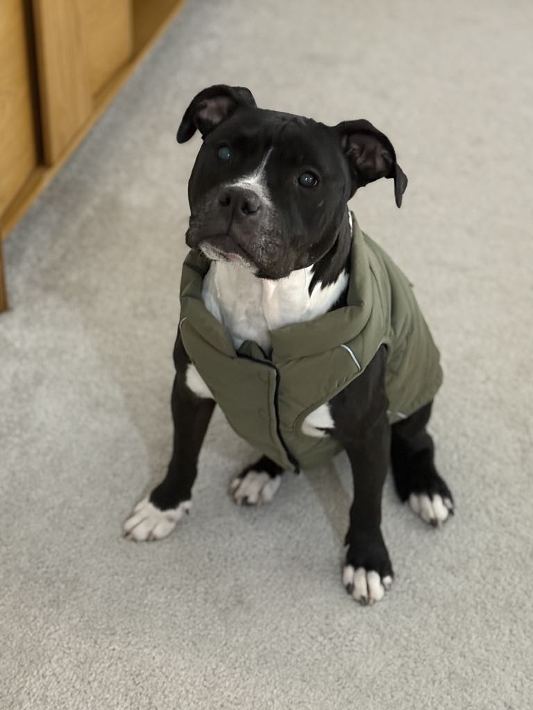 adoptable Dog in Derwood, MD named PERLA