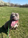 adoptable Dog in derwood, MD named MAGIC