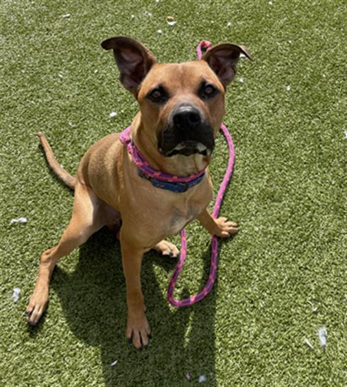 adoptable Dog in Derwood, MD named *RUFFY