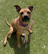 adoptable Dog in derwood, MD named *RUFFY